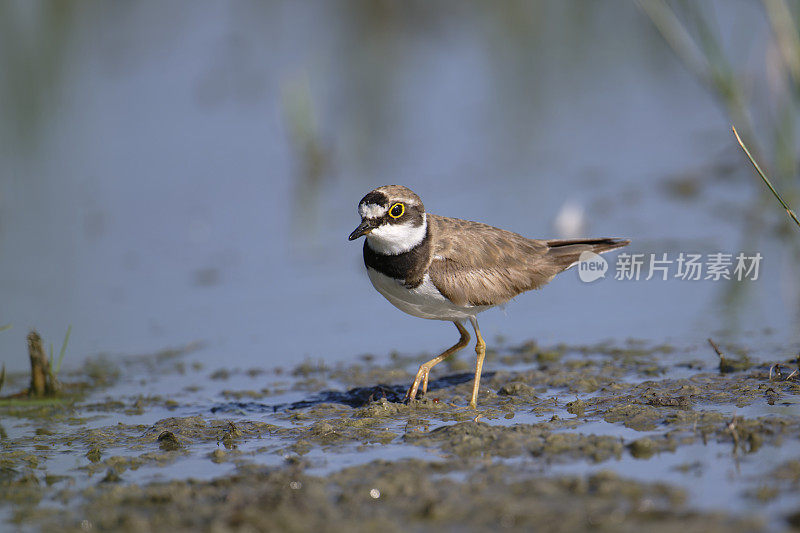 小环鸻(Charadrius dubius)